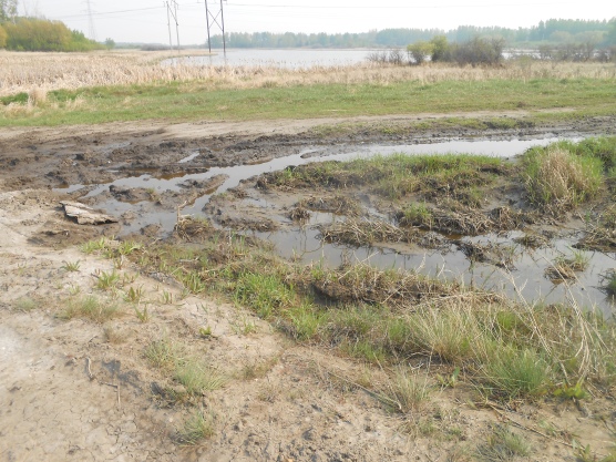 with cattails and emergent vegetation in the summer showing illegal vehicle trespass, mudding, and ruts in the spring