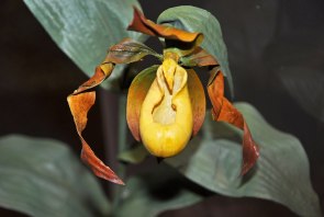 Small Yellow Lady's Slipper - Cypripedium parviflorum Courtesy James St. John cc2-0