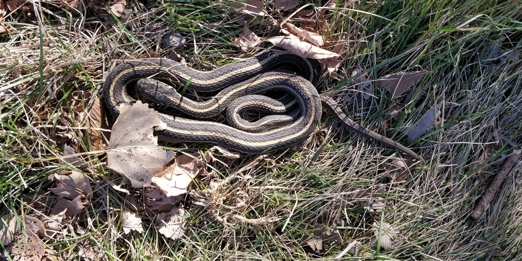 Plains Garter Snake Thamnophis radix Harmless to Humans, can co-exist peacefully, and enjoy their helpful presence in the ecosystem