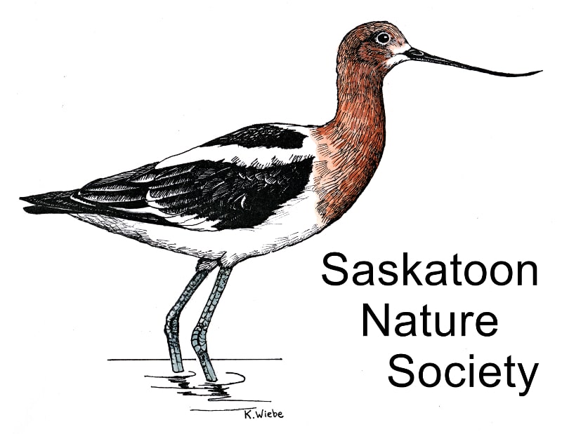 Thanks to the Saskatoon Nature Society for sponsorship of the Saskatoon City Nature Challenge CNCYXE